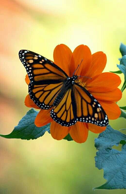 a butterfly sitting on top of an orange flower