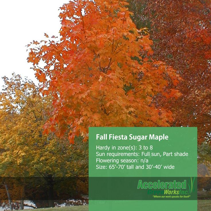 a sign in front of some trees with orange and red leaves on it that says fall fiesta sugar maple