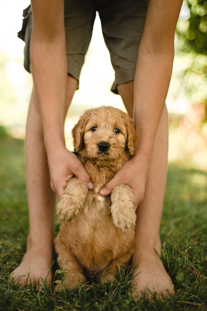 a person holding a small brown dog on top of green grass with his paws in the air