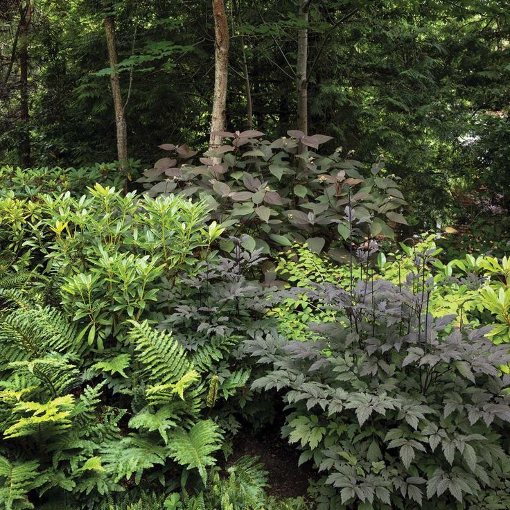 a lush green forest filled with lots of trees and plants next to each other on a hillside