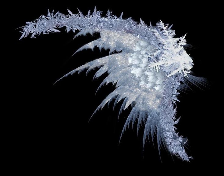 an ice - covered plant is shown against a black background in this artistic photograph, it appears to be frosted