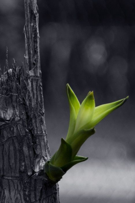 a flower that is growing out of the side of a tree