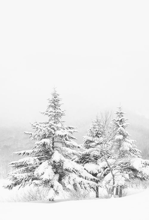 black and white photograph of snow covered trees