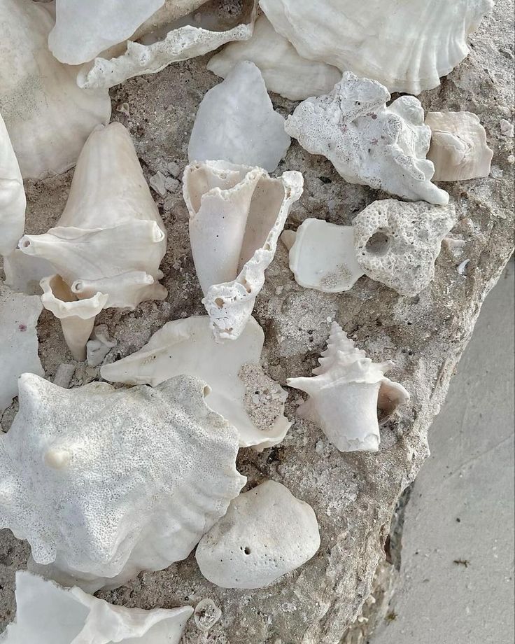 sea shells on the beach are white in color