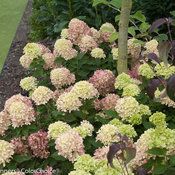 a garden filled with lots of green and pink flowers