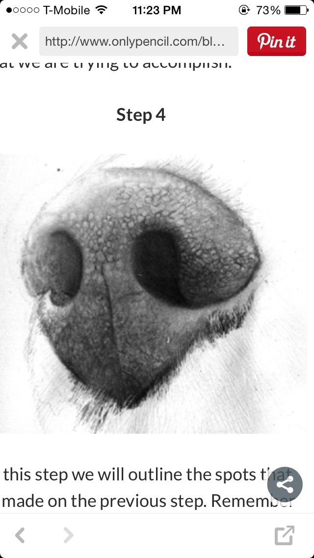 an image of a dog's nose with the words, step 4 on it