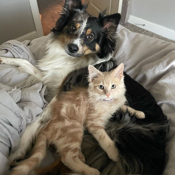 two dogs and a cat are laying on a bed in the same room, one is looking at the camera