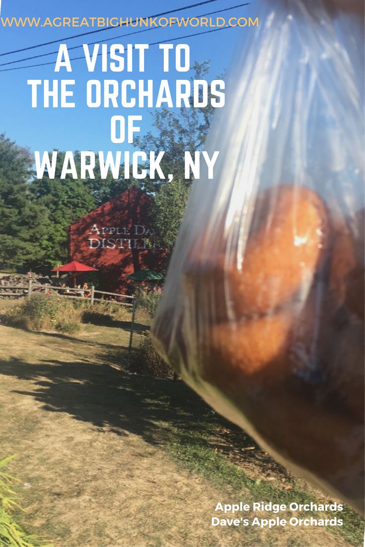 a bag full of donuts sitting on top of a grass covered field