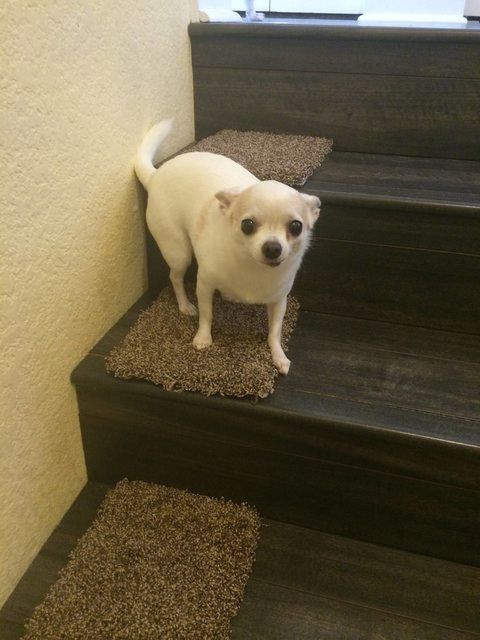 a small white dog standing at the bottom of some stairs with carpet on it's sides