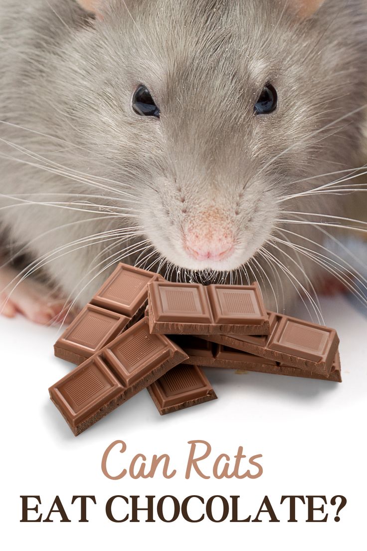 a rat eating chocolate with the words can rats eat chocolate? on top of it