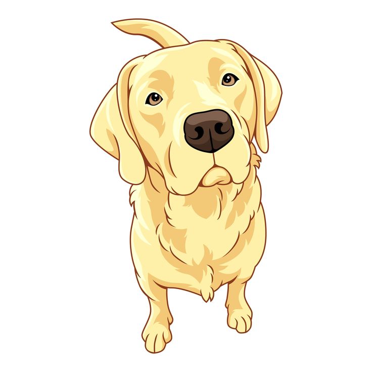 a yellow labrador retriever dog standing and looking at the camera