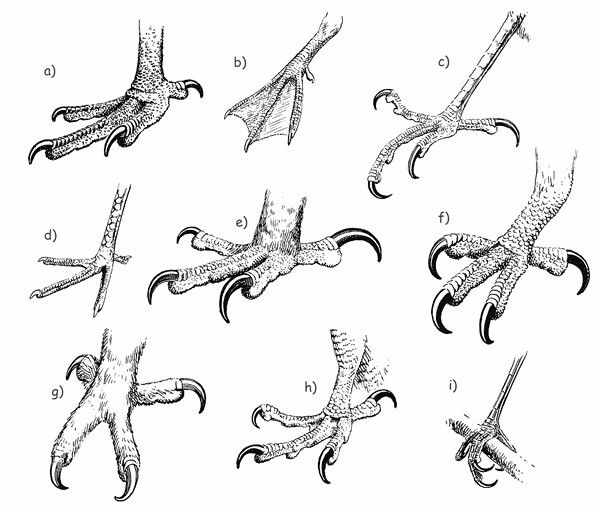 an image of different types of squids