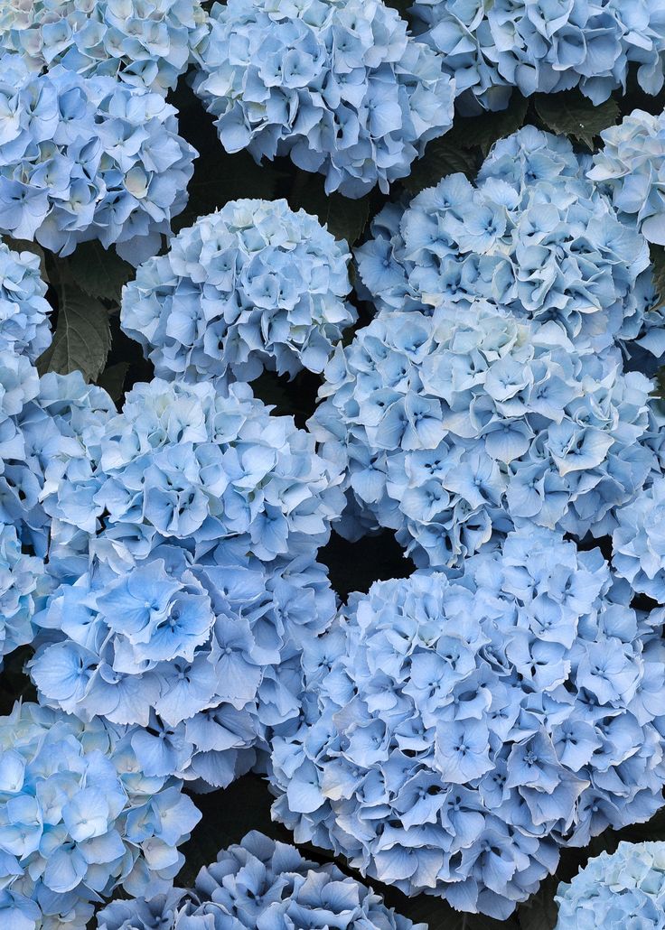 many blue flowers are arranged together on the ground