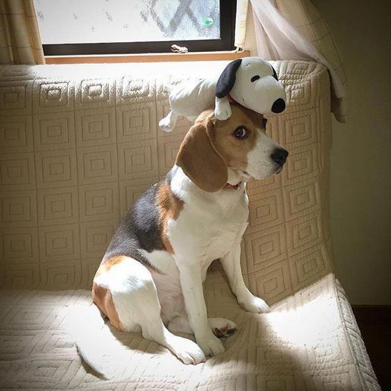 a dog sitting on top of a couch with a hat on it's head