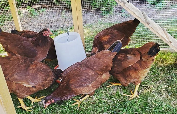 several brown chickens in a pen eating food from a paper cup on the ground next to a wire fence