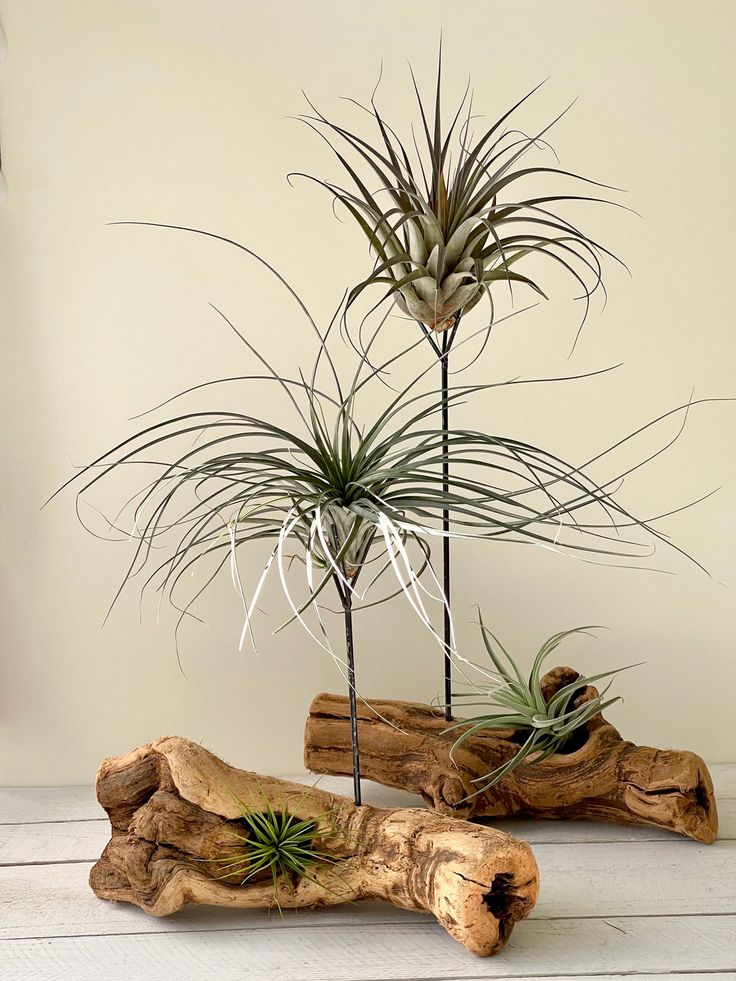 three air plants are sitting on driftwood