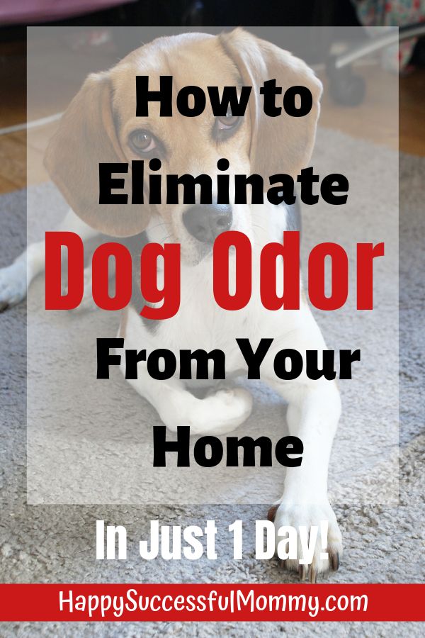 a dog sitting on the floor with text overlay that reads how to eliminating dog odor from your home in just 1 day