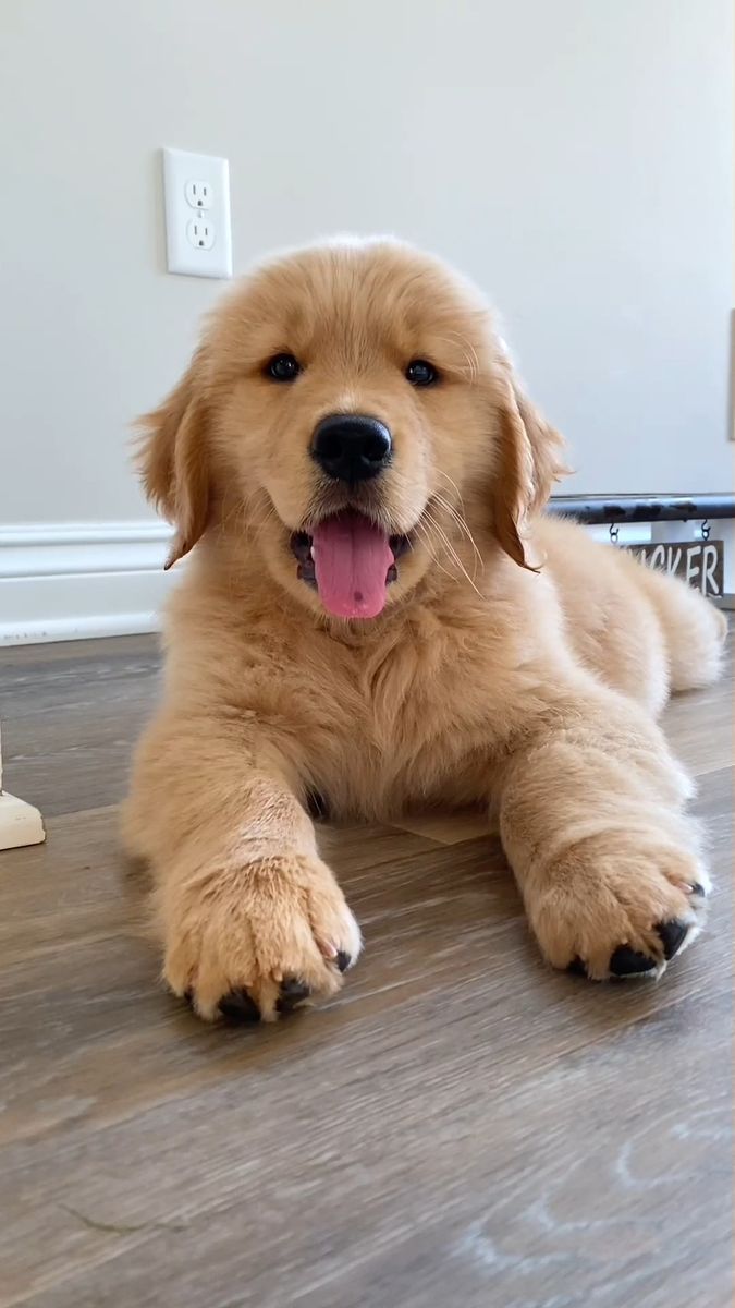 a golden retriever puppy laying on the floor with its tongue out and it's eyes open