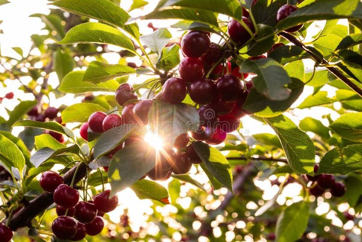 Fresh ripe sour cherry hanging on cherry tree royalty free stock images Cherry Plant, Sour Cherry, Fruit Tree, Cherry Tree, Fruit Trees, Stock Images Free, Royalty, Cherry, Royalty Free