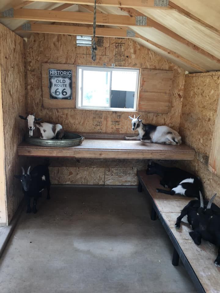 several goats are lounging on benches in the shed