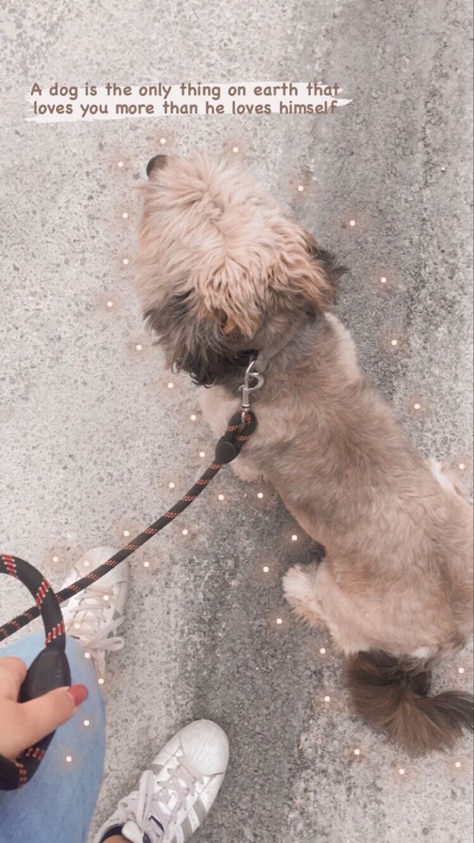 a small dog on a leash being held by someone's hand while sitting down