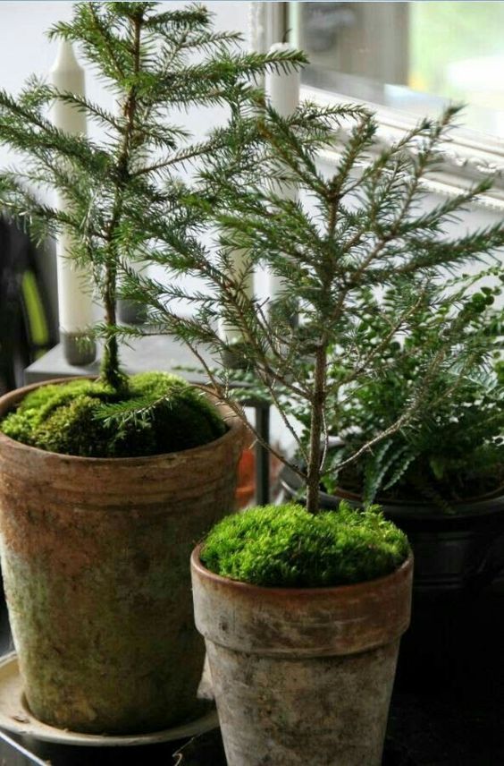 two potted plants with moss growing on them