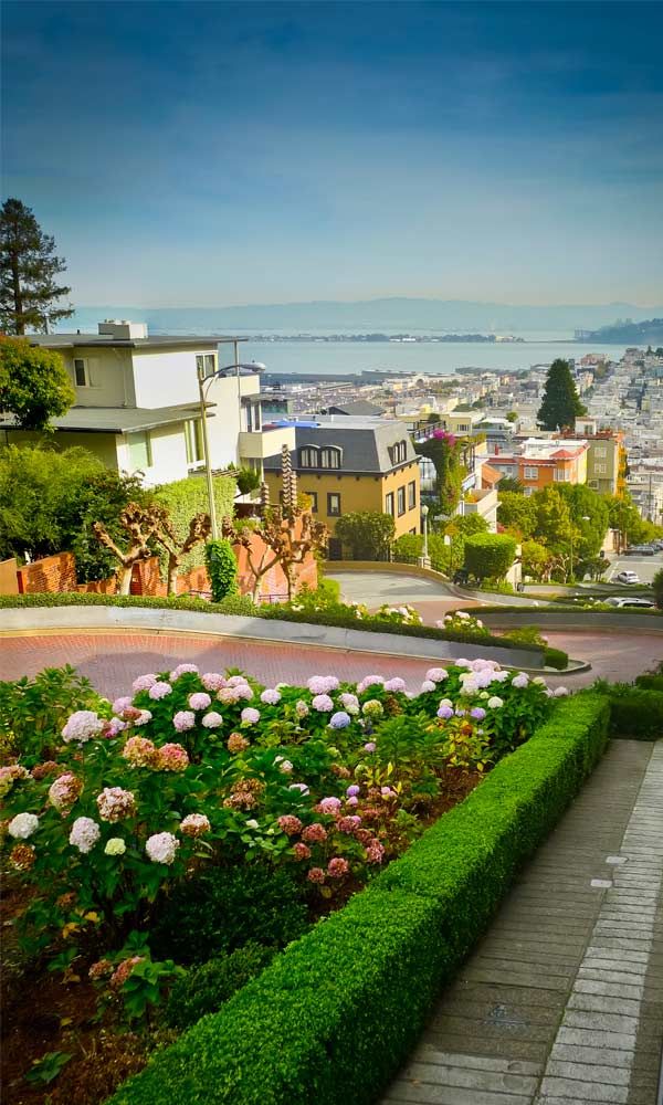 a view of the city from atop a hill with flowers in the foreground and houses on the other side