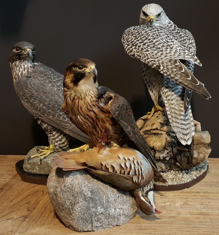 three birds sitting on top of each other on a wooden table next to a rock