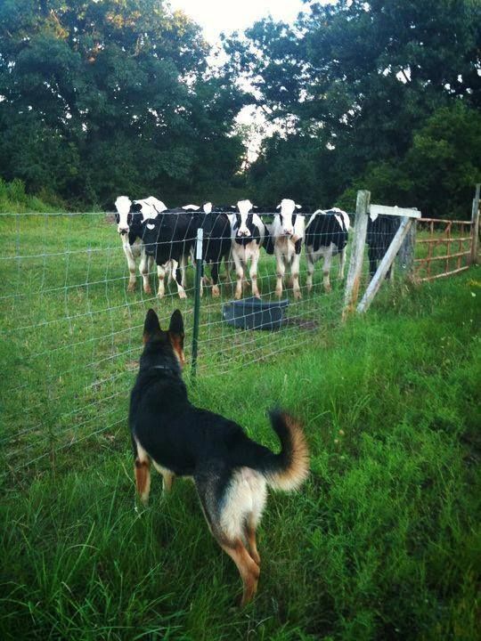 a dog looking at cows through a fence