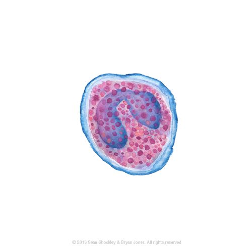 an animal cell is shown in blue and pink colors, with the end section visible