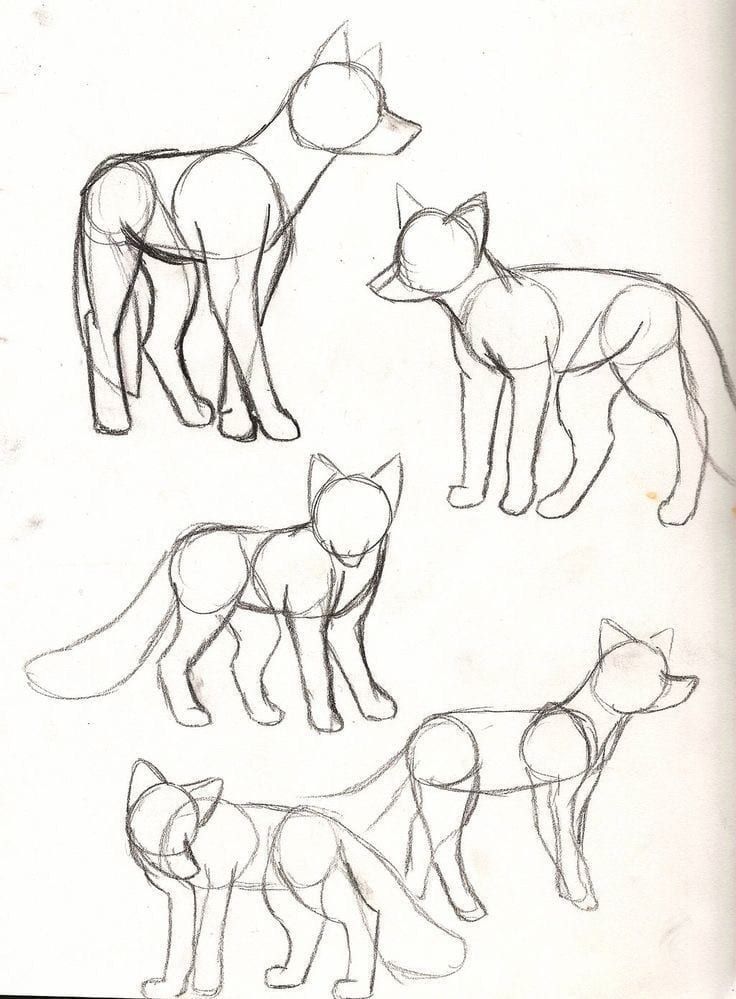 three different types of foxs are shown in this drawing lesson, which shows how to draw