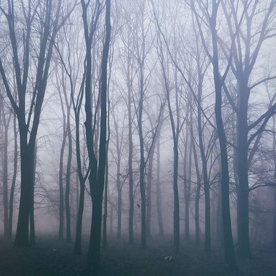 trees in the fog with no leaves on them