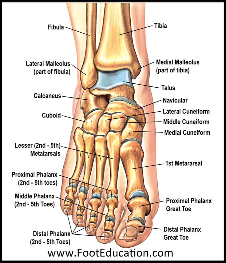 an image of the foot bones