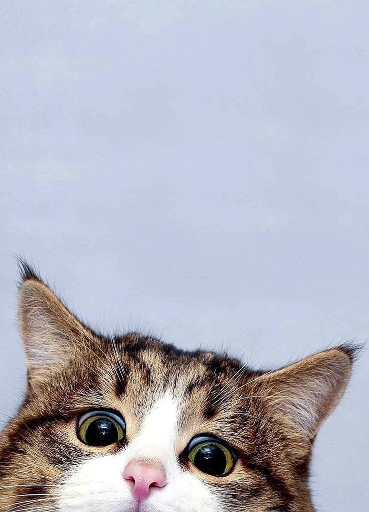 a close up of a cat looking at the camera