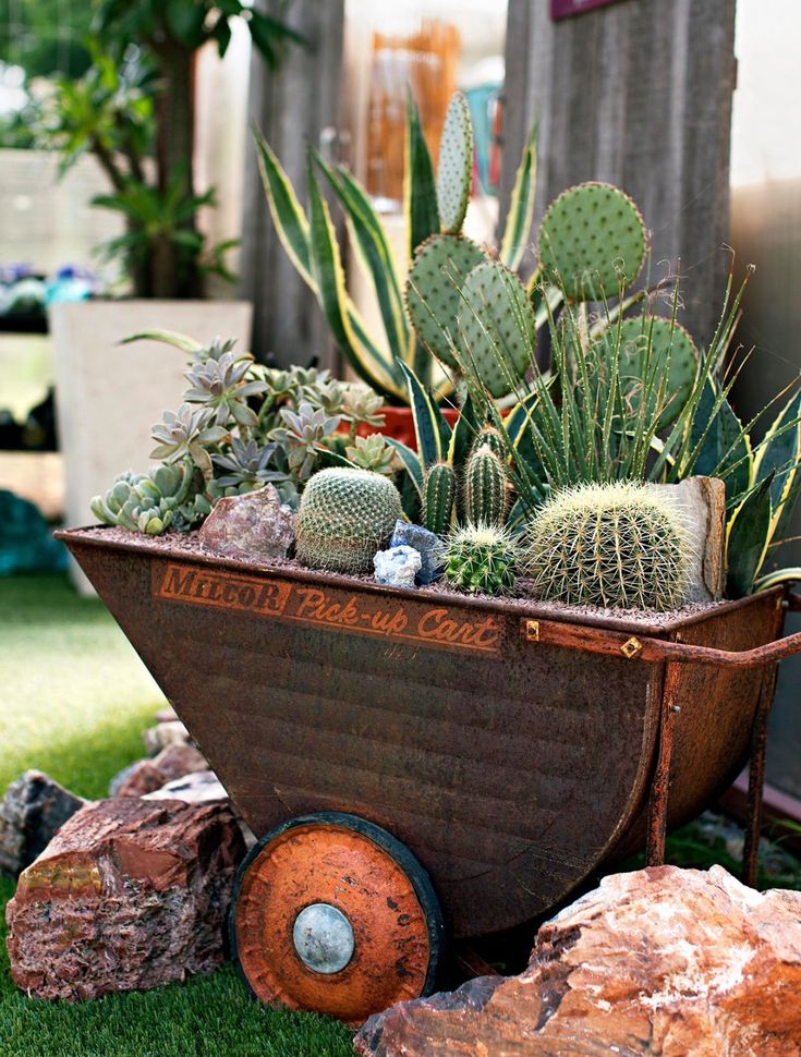 a wheelbarrow filled with cacti and succulents