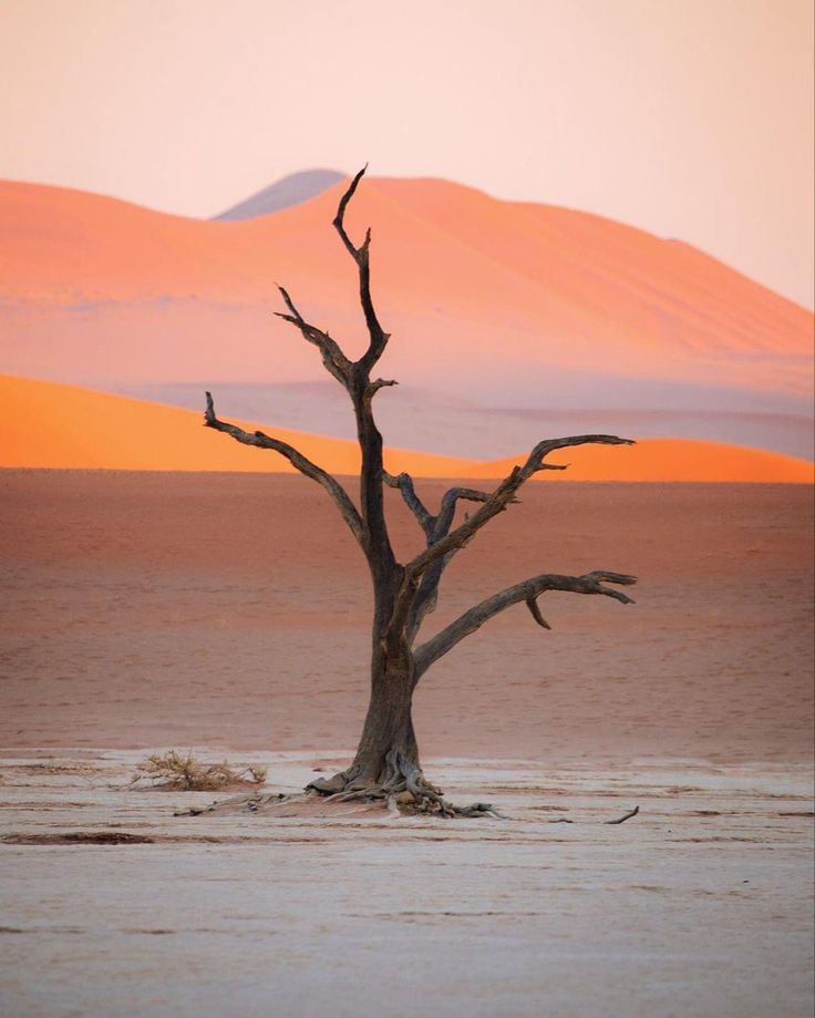 a lone tree in the middle of a desert