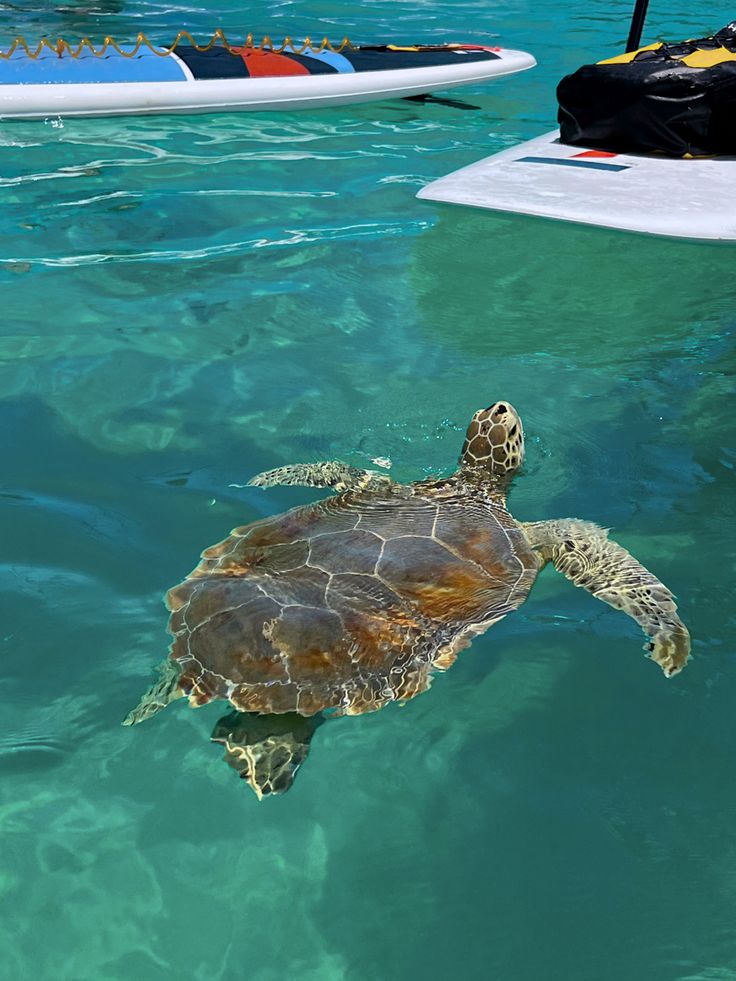 a green turtle swimming in the ocean with people on their surfboards behind it,