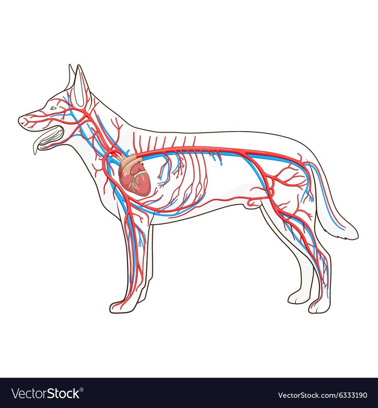 a dog with the blood vessels in it's body