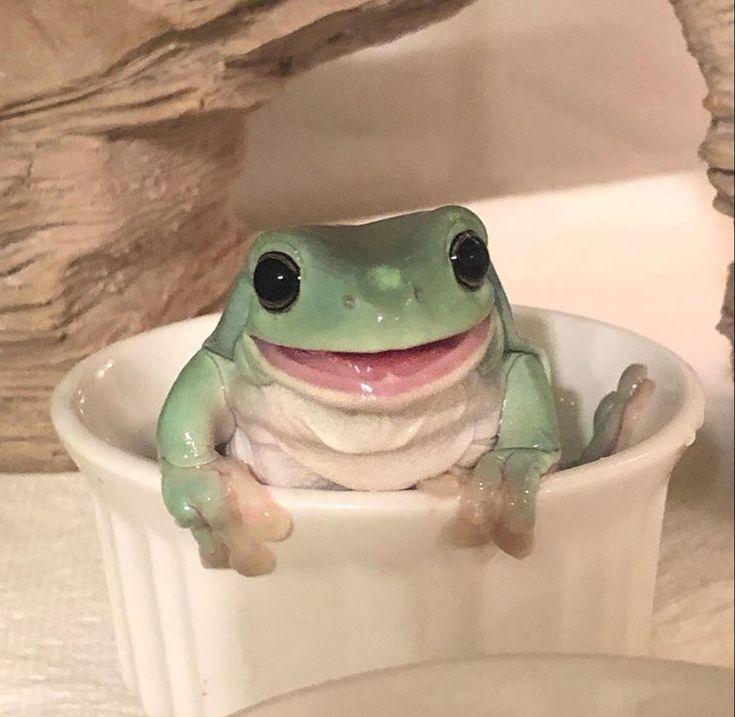 a green frog sitting in a white bowl