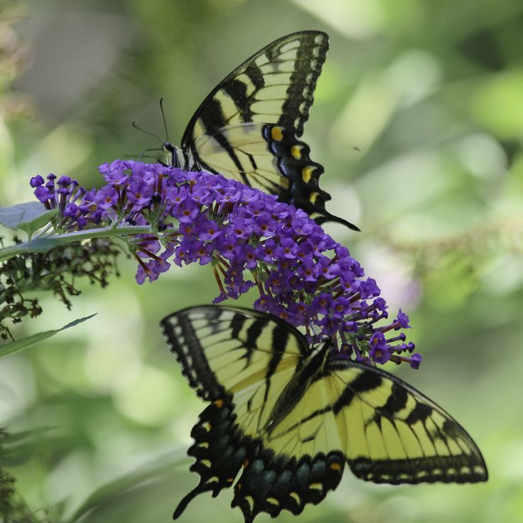 two yellow butterflies sitting on top of purple flowers