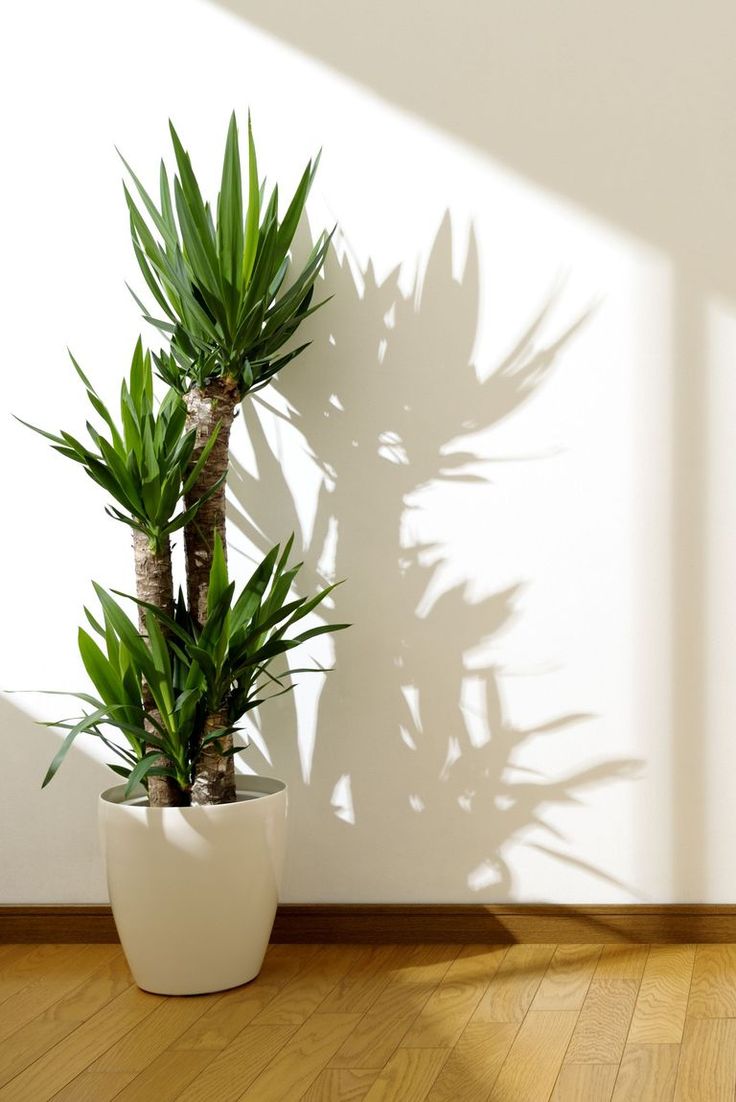 a potted plant sitting on top of a wooden floor next to a white wall