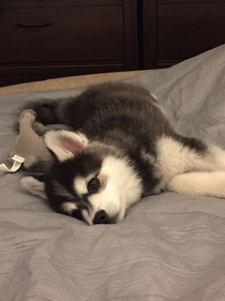 a black and white dog laying on top of a bed