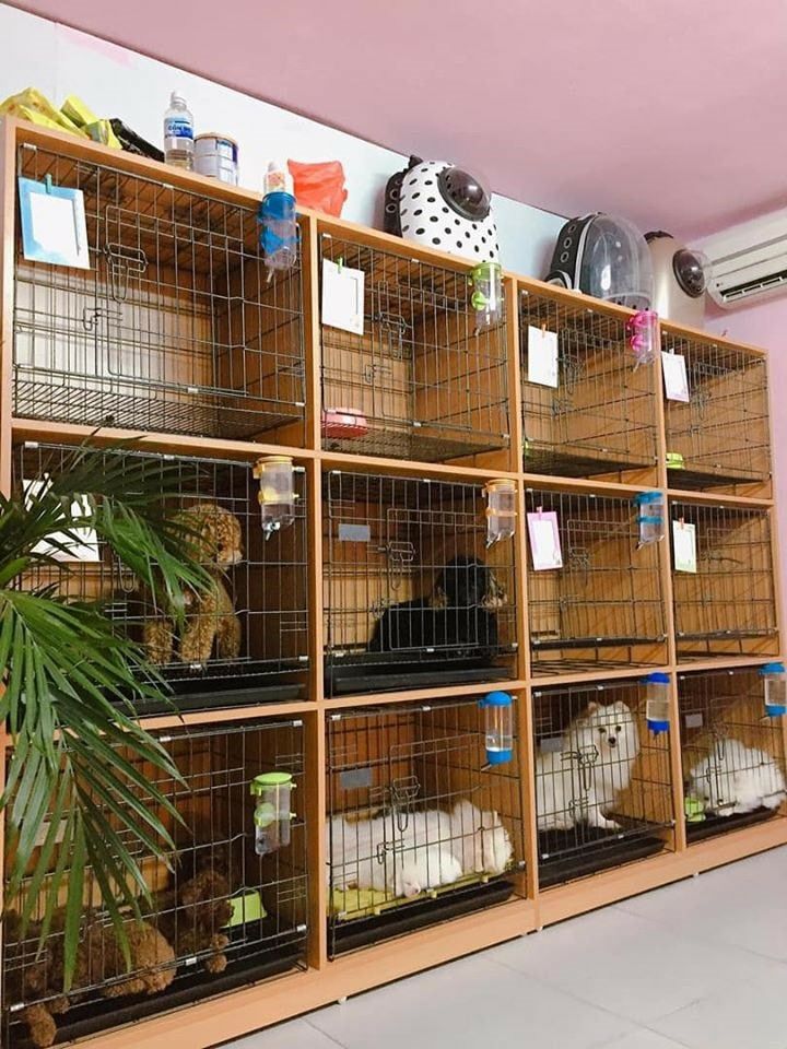 several cages with animals in them and plants on the wall next to eachother