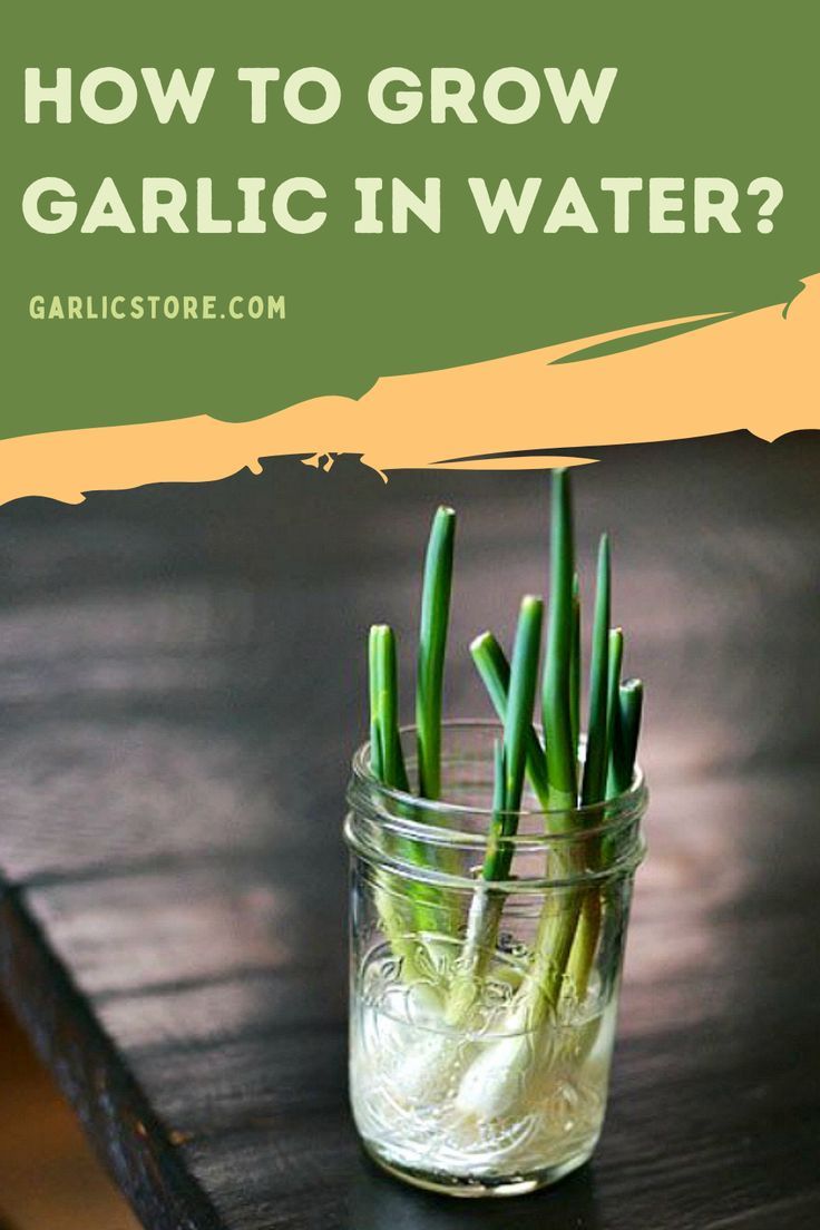 how-to-grow-garlic-in-water Growing Garlic Indoors From Clove, Grow Garlic In Water, Growing Garlic From Cloves, Garlic Greens, Preserving Garlic, Grow Garlic Indoors, Harvest Garlic, Garlic Sprouts, Garlic Garden