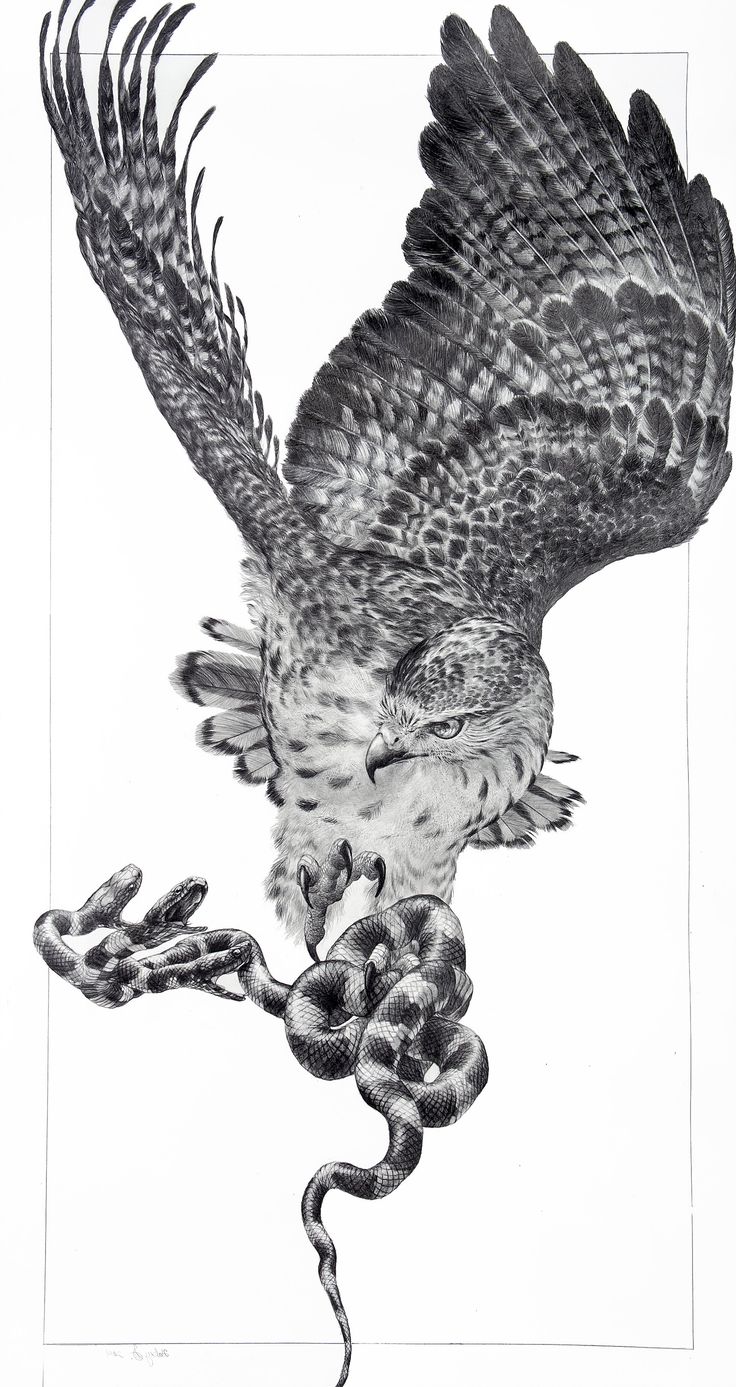 a drawing of an owl with a snake in its claws, on a white background