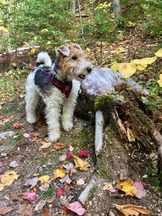 a small dog standing on top of a forest floor next to a fallen tree trunk