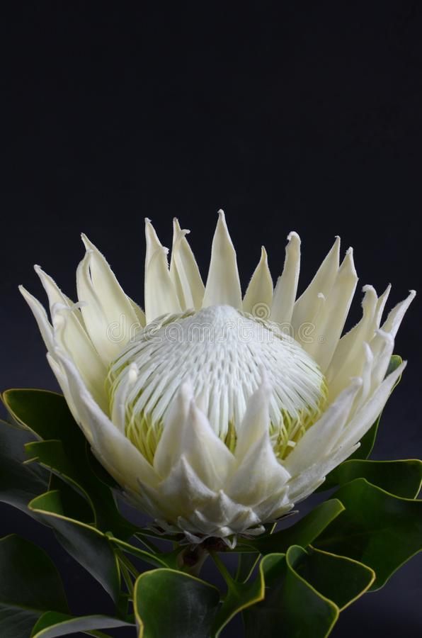 a large white flower with green leaves in front of a black background royalty images and clippings