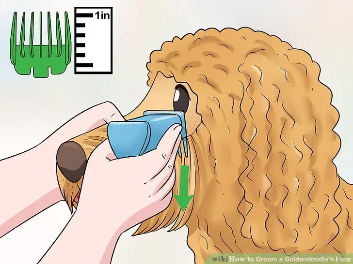 a woman brushing her dog's long hair with a brush and comb in it