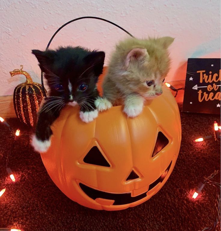 two kittens are sitting on top of a pumpkin