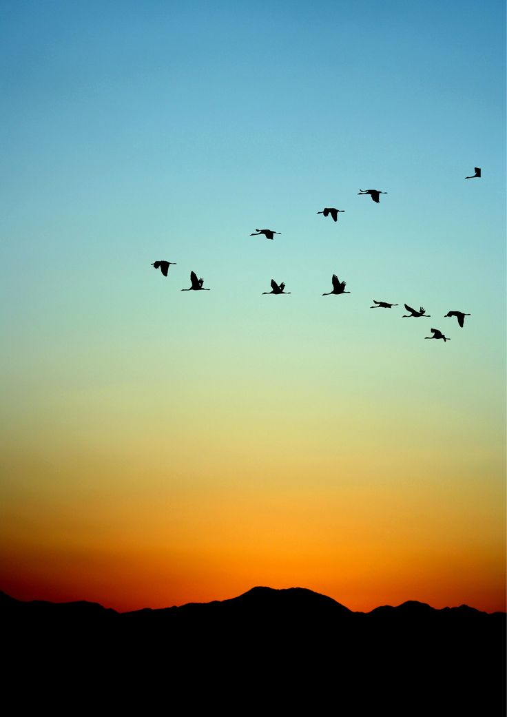 a flock of birds flying in the sky at sunset